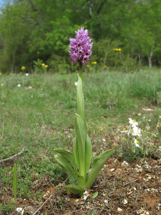 Orchis simia